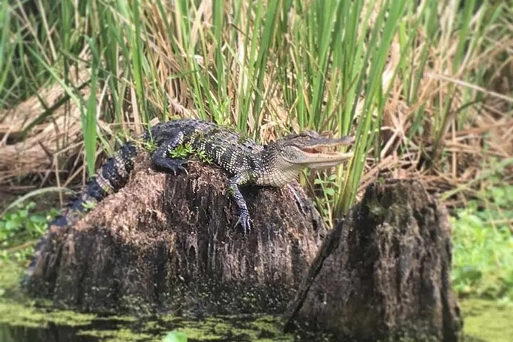 A baby alligator is basking on a tree stump amidst tall grasses likely near a body of water