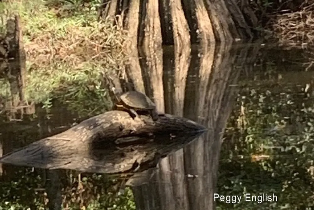 A turtle is basking on a log that is partially submerged in the water