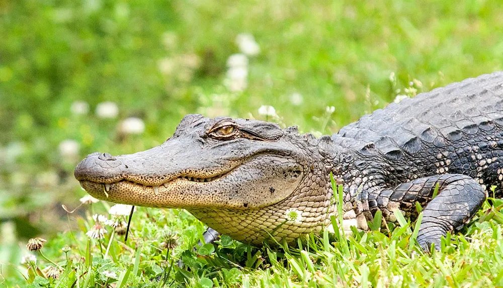 An alligator is lying in the grass seemingly at ease with its body partially visible and its head turned slightly towards the camera