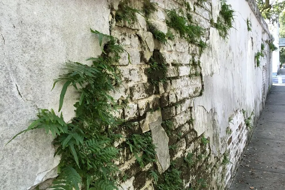 An old white wall is peeling and covered in patches of green foliage showcasing natures resilience in an urban environment