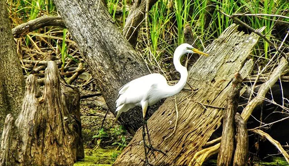 A great egret stands gracefully amid a backdrop of weathered tree trunks and green wetland vegetation