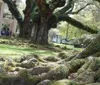 The image showcases a majestic moss-covered tree with sprawling roots in a lush environment possibly a park or garden