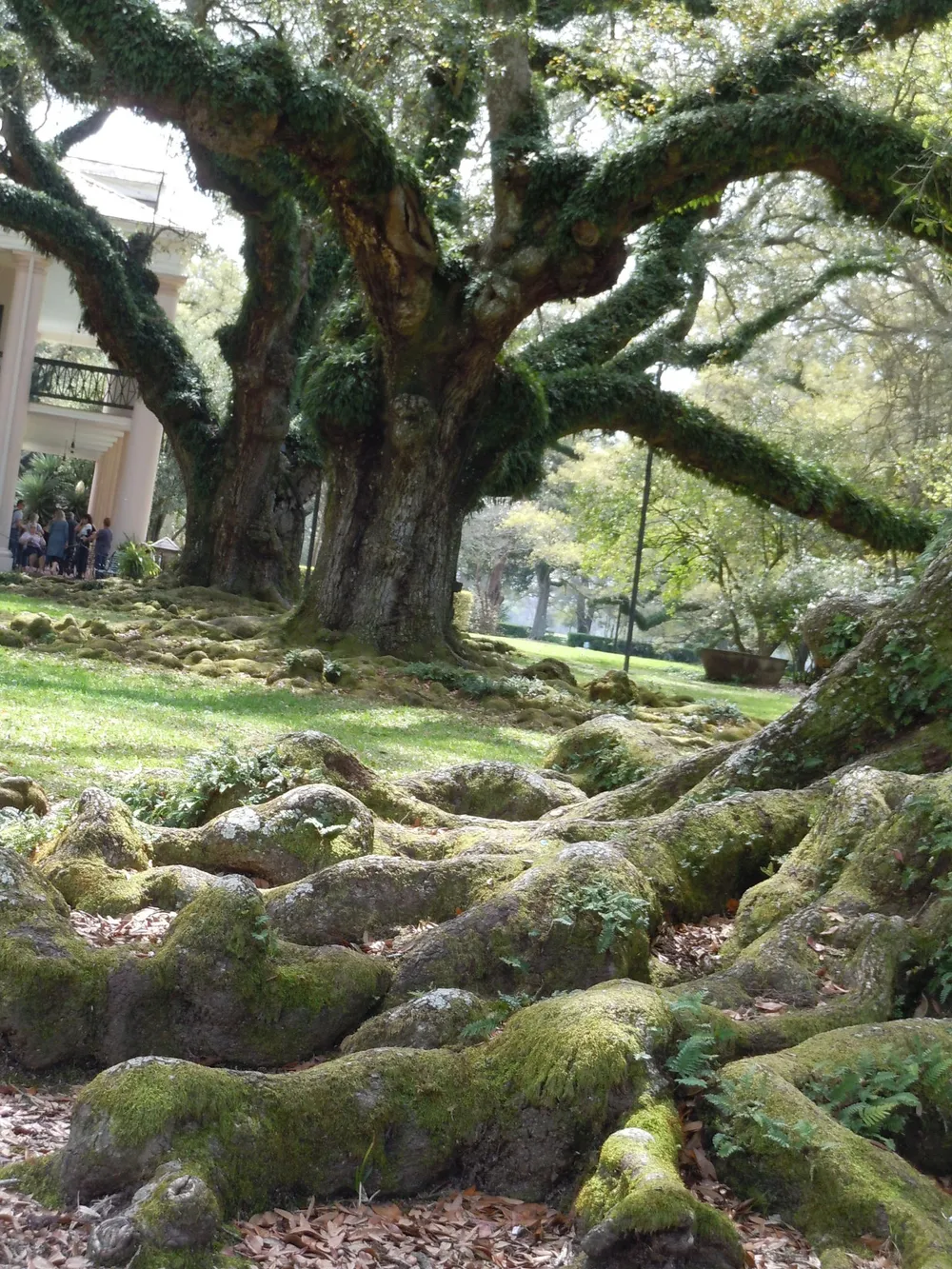 The image showcases a majestic moss-covered tree with sprawling roots in a lush environment possibly a park or garden