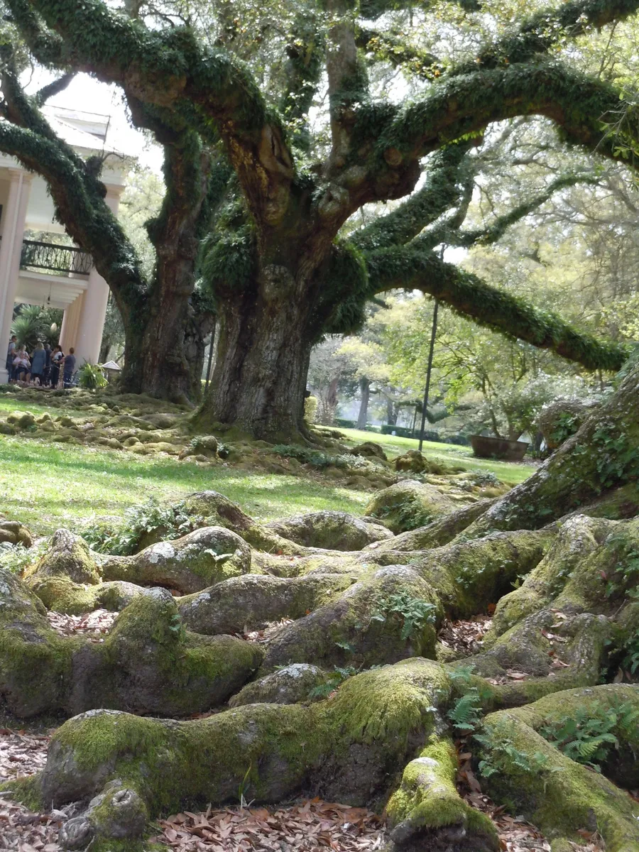 The image showcases a majestic, moss-covered tree with sprawling roots in a lush environment, possibly a park or garden.
