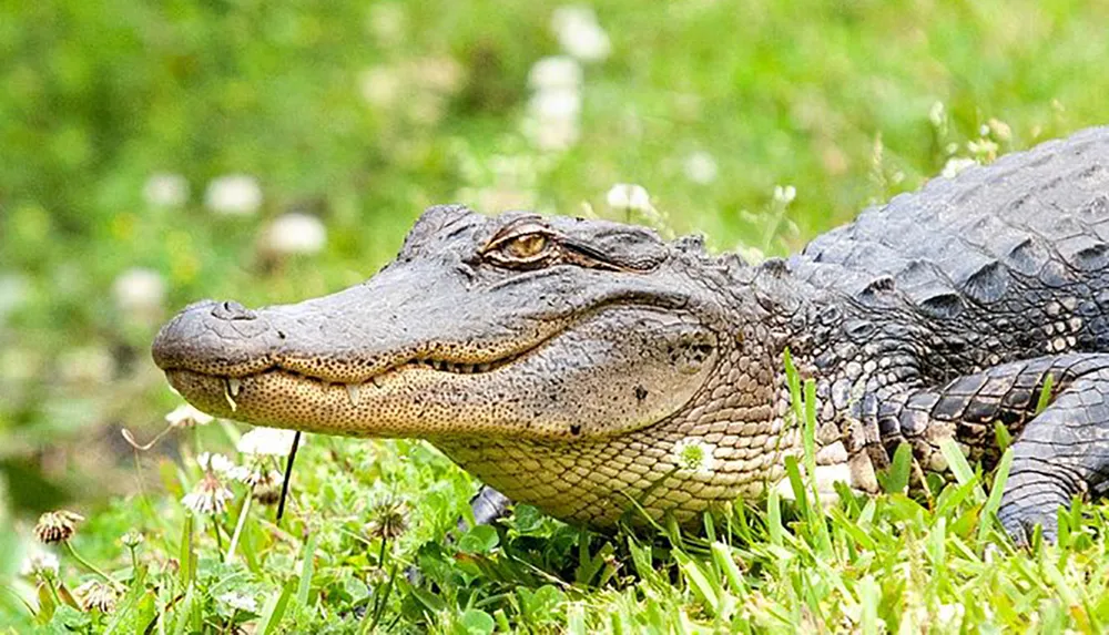 An alligator is lounging in the grass with a calm expression on its face