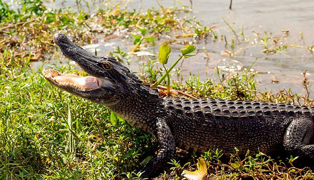 An alligator is basking by the water with its mouth open wide exposing its teeth