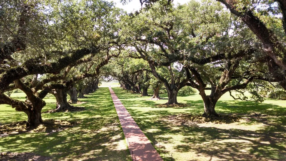 A brick pathway leads through a serene alley of majestic oak trees with sprawling branches casting dappled shadows on the ground