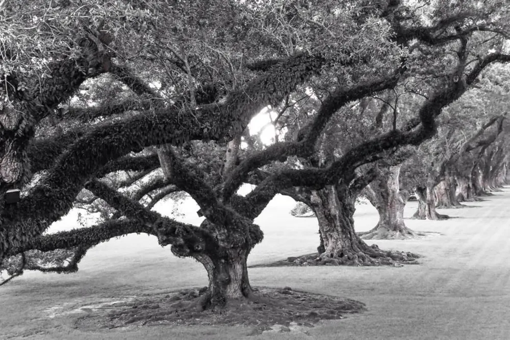 An avenue of old gnarled oak trees in a black and white photograph creates a dramatic and timeless scene