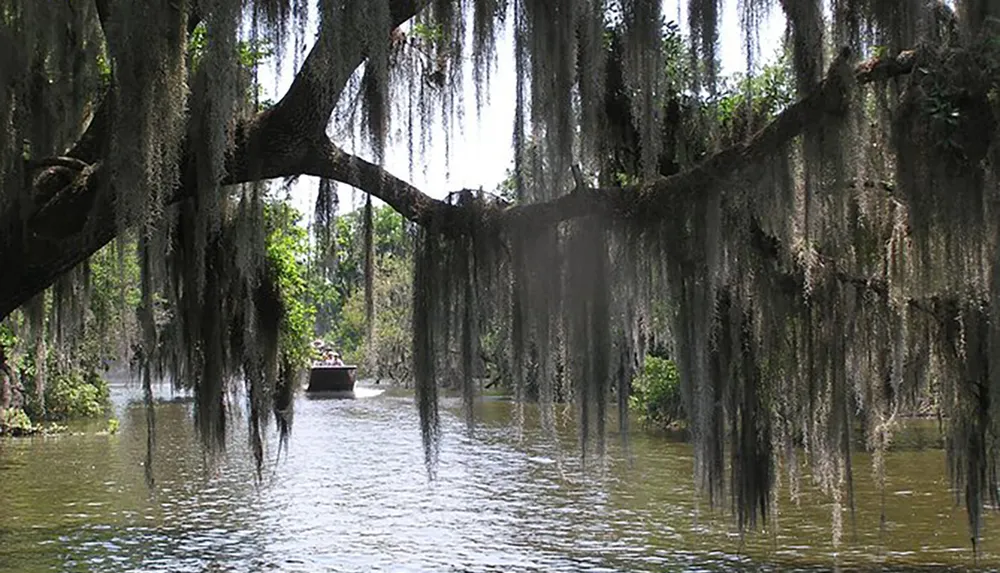 A boat glides through a serene waterway draped with Spanish moss in a lush green wetland environment