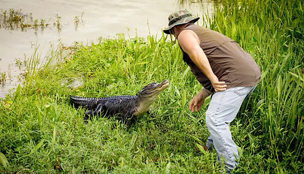 A person is leaning towards a small alligator by the waters edge amidst tall grass