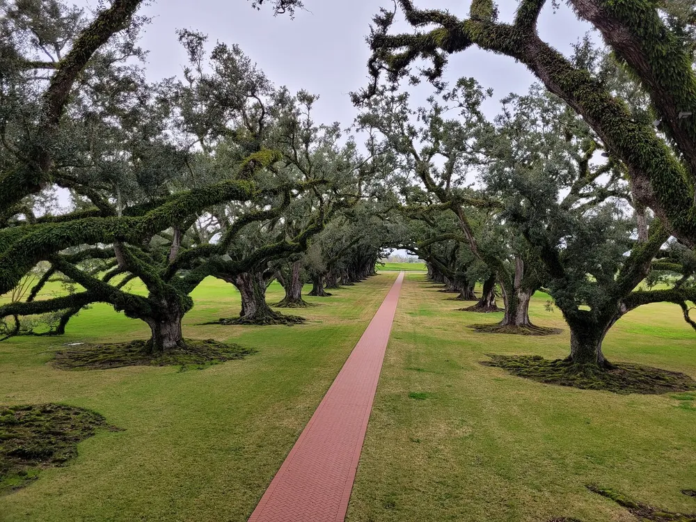 A pathway lined with majestic oak trees draped with moss creates a serene and picturesque landscape
