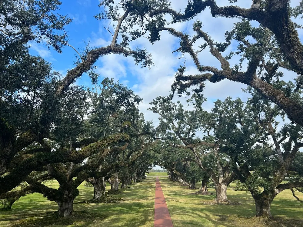A picturesque avenue framed by ancient oak trees with sprawling branches under a blue sky