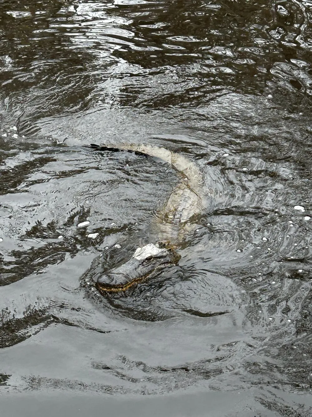 An alligator is partially submerged in water with only its head and upper back visible above the surface creating ripples around it