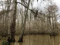 New Orleans Swamp and Bayou Boat Tour With Transport Photo
