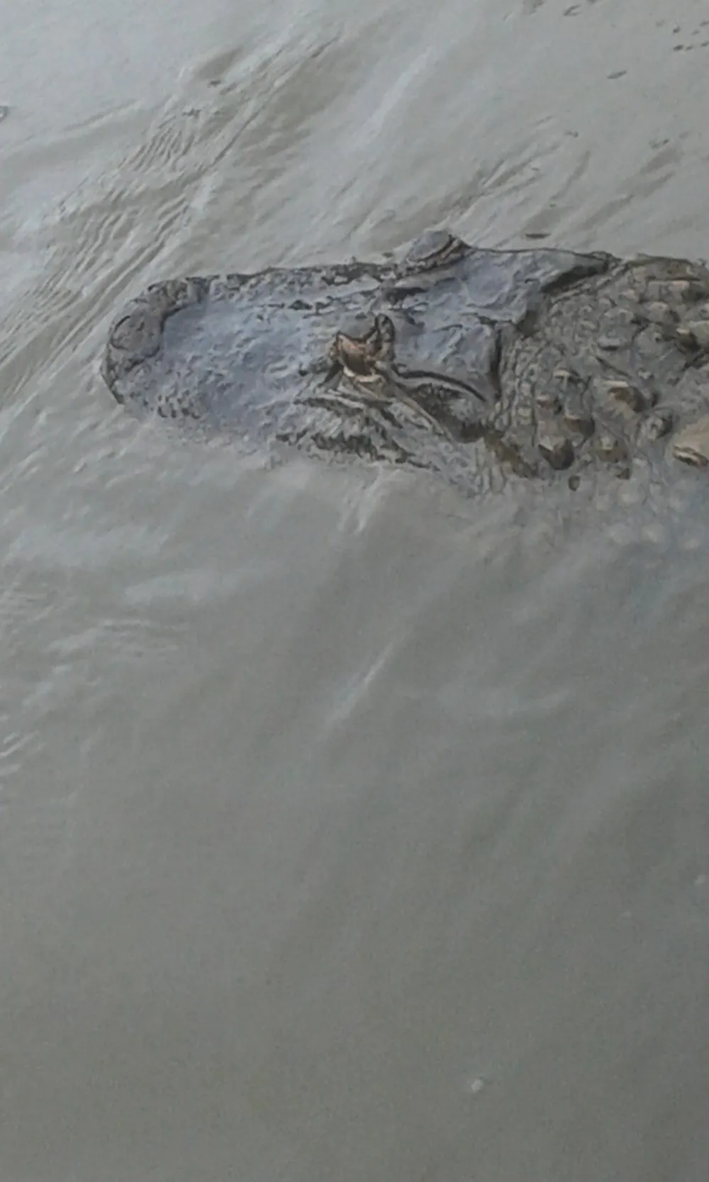The image shows the head of a crocodile partially submerged in water its eyes and snout visible just above the surface