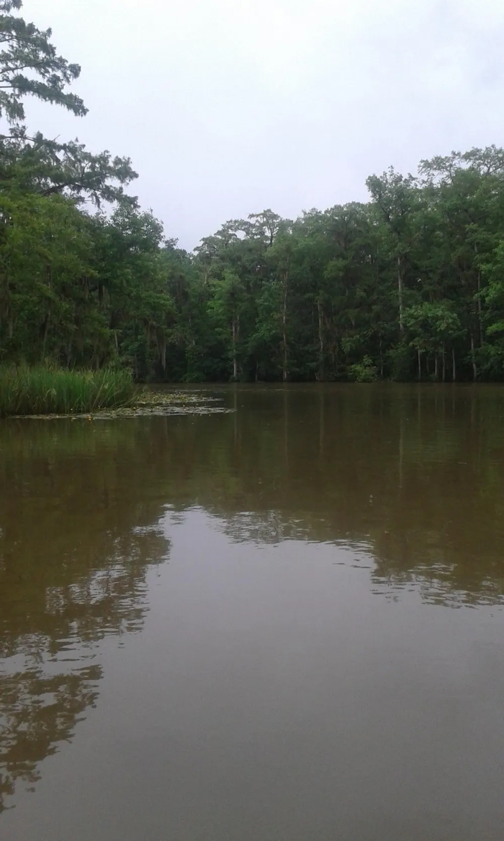 The image shows a calm body of water surrounded by a dense green forest under an overcast sky