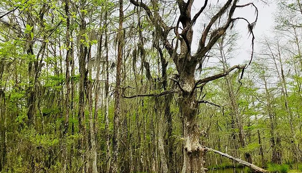 The image displays a dense swamp area with a variety of trees some draped with Spanish moss indicative of a wetland ecosystem often found in the southern United States