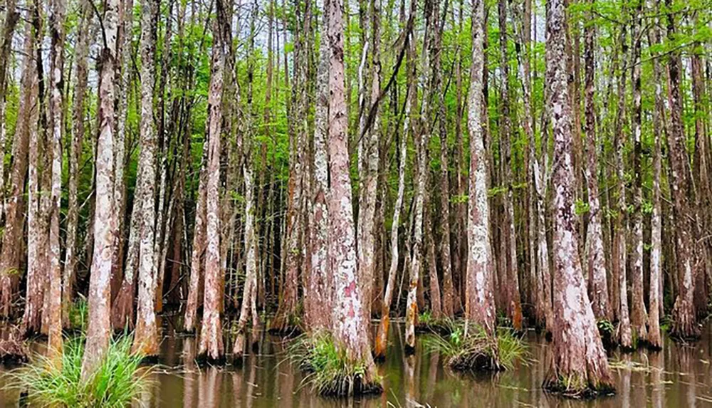 The image shows a dense swamp with a cluster of bald cypress trees standing in shallow water their trunks surrounded by tufts of grass