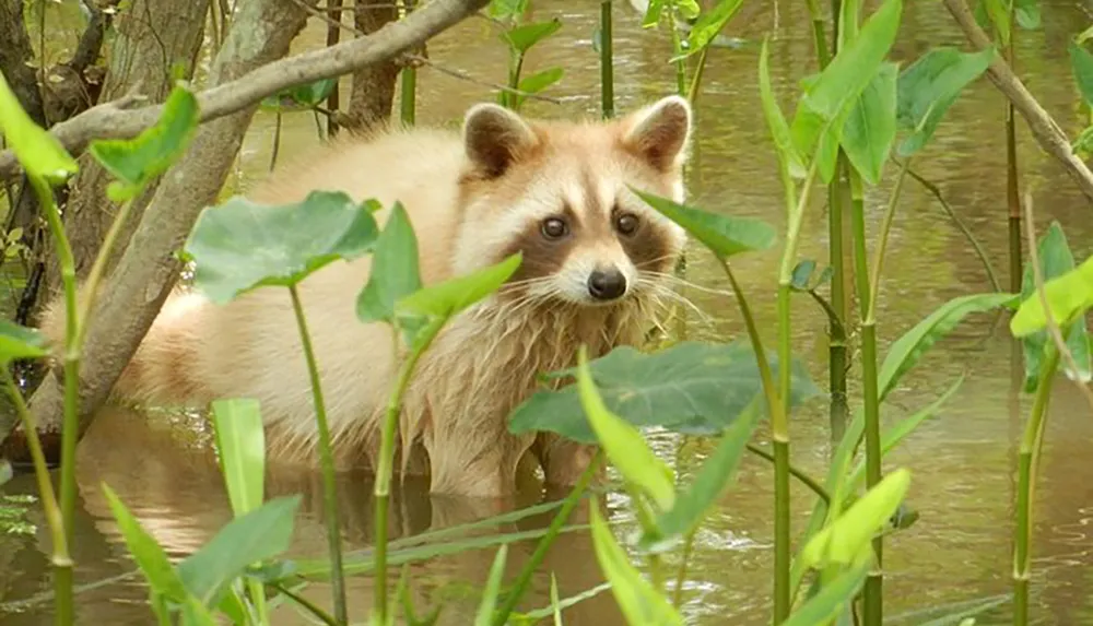 A raccoon is wading through water surrounded by green vegetation