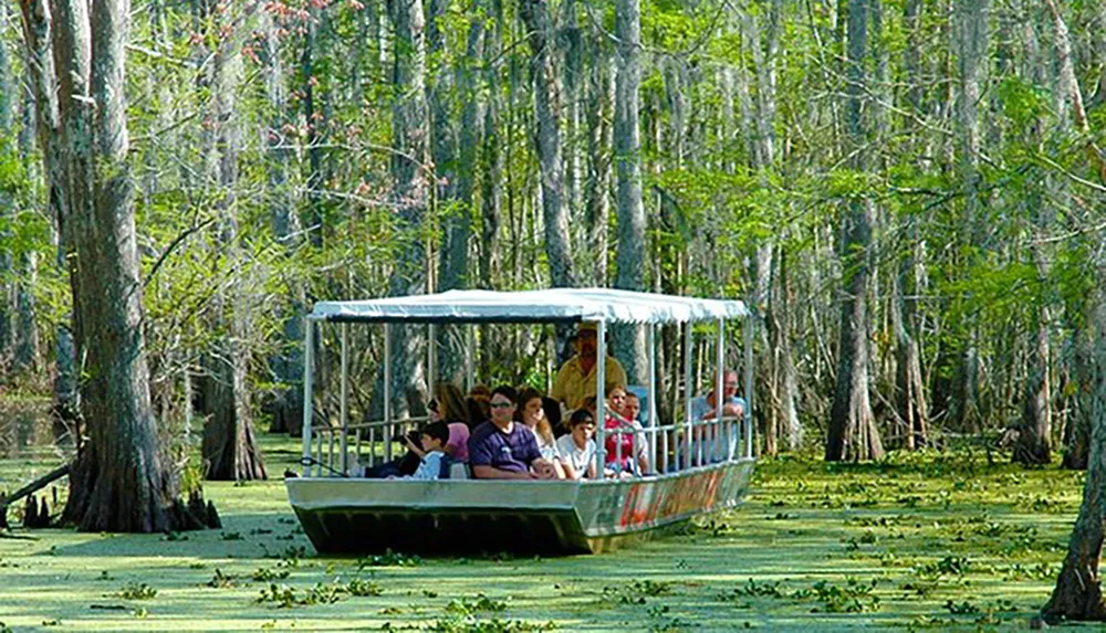 A group of tourists is enjoying a boat tour through a swampy area with lush greenery and cypress trees