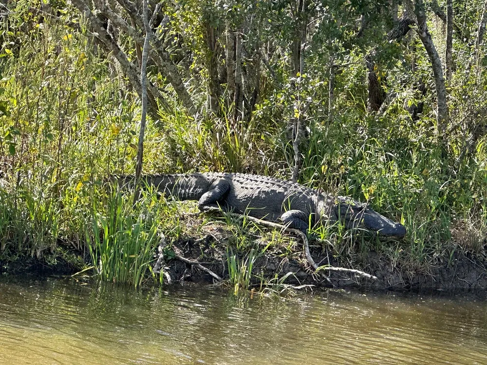 A large alligator is basking in the sunlight on a riverbank surrounded by lush vegetation