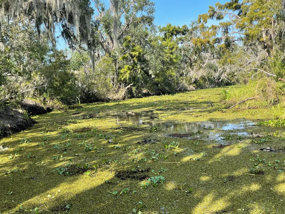 A swamp with vibrant green duckweed covering the water surrounded by lush trees draped with Spanish moss under a bright blue sky