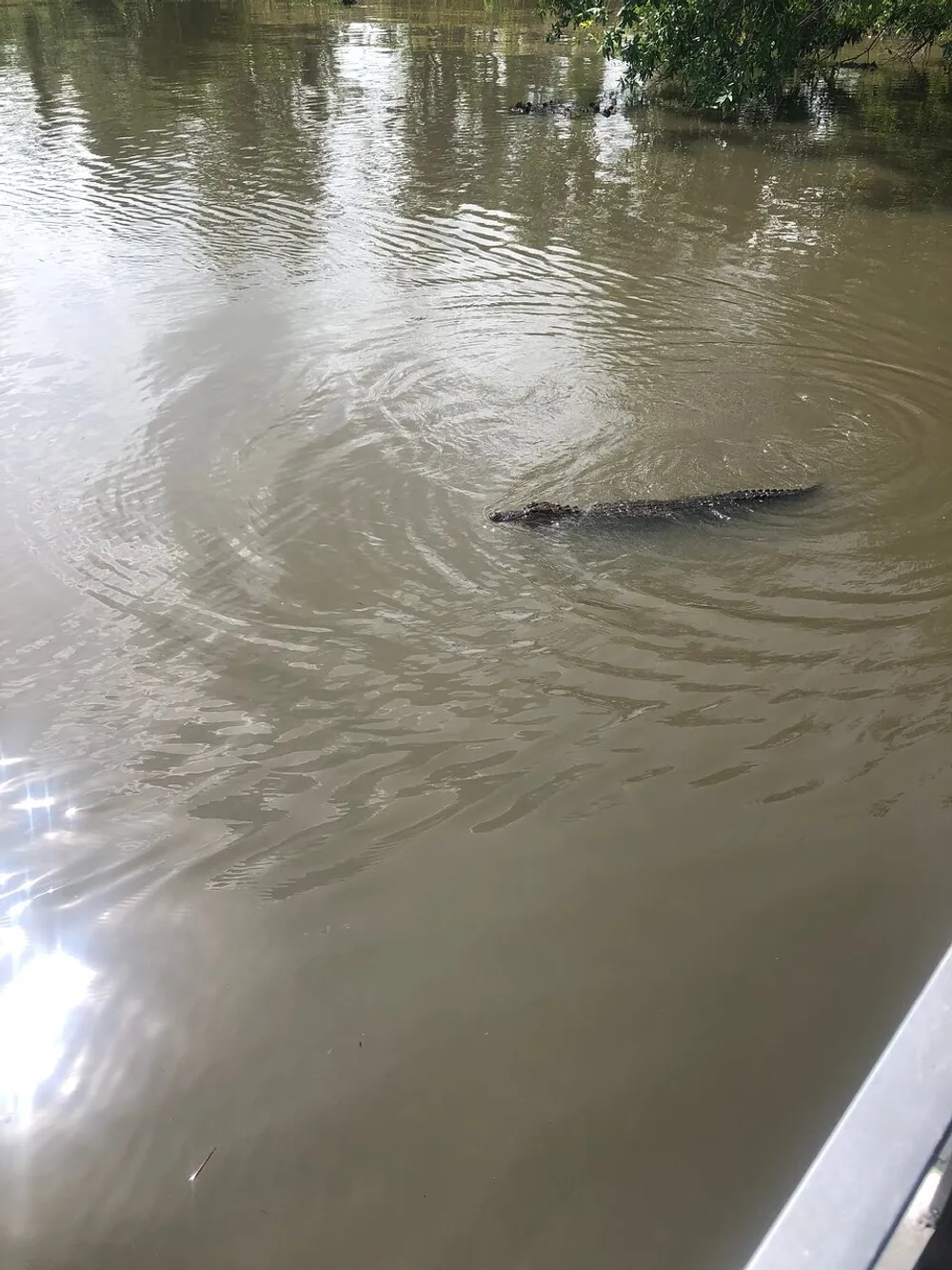 An alligator is swimming in murky water near the edge of a boat