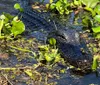 An alligator partially submerged in water camouflages among aquatic plants