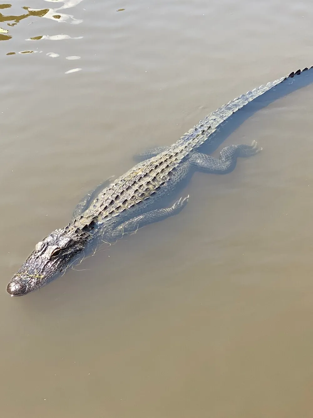 An alligator is swimming near the surface of murky water