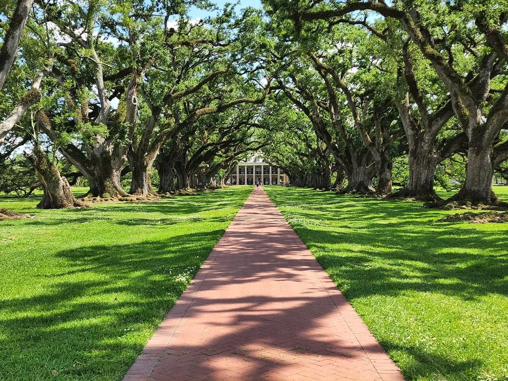 A picturesque red-brick pathway leads through a serene alley of majestic oak trees toward a stately building in the distance