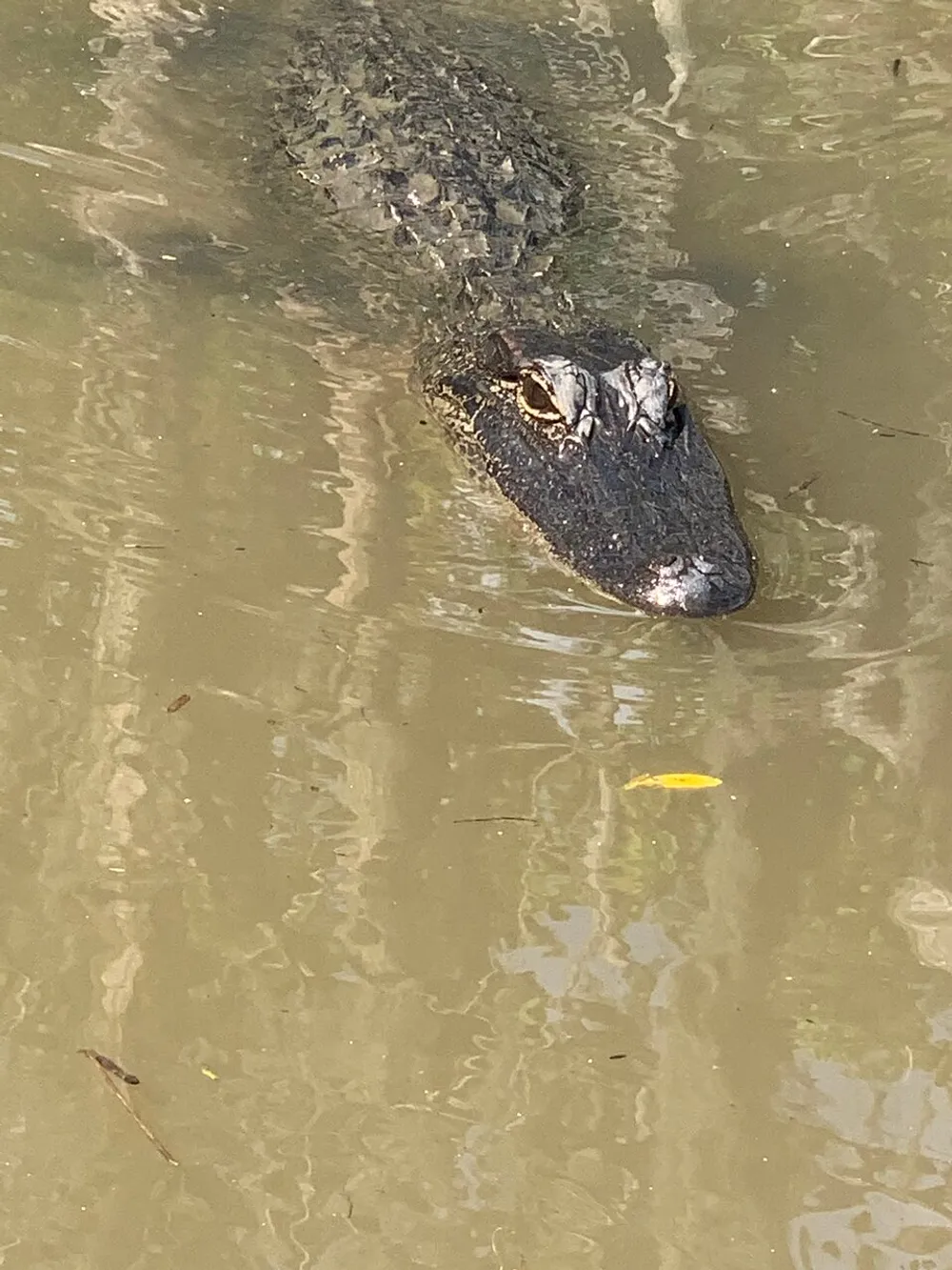 An alligator is partially submerged in murky water revealing its head and back