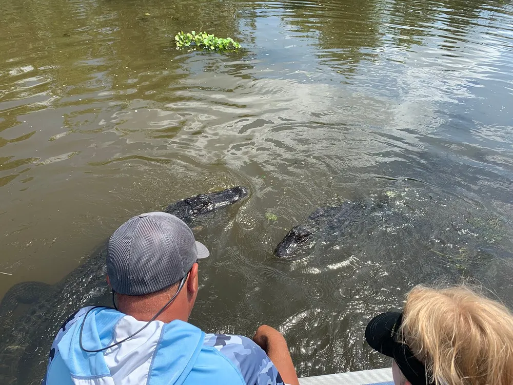Two people observe alligators closely from a boat in murky water