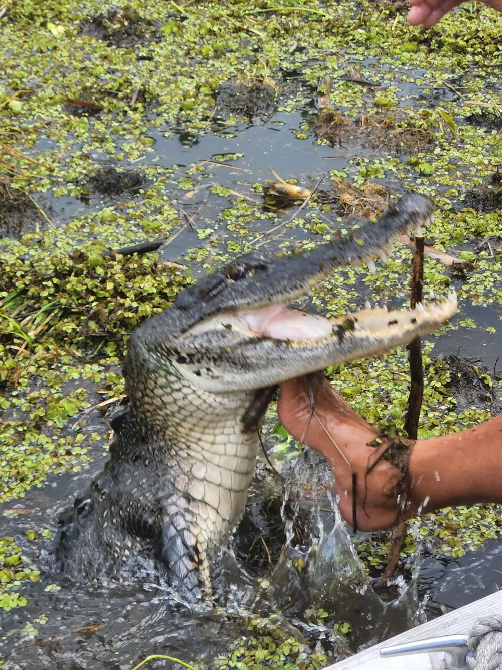 A person is interacting with an alligator which has its mouth open revealing its teeth amidst a waterway with floating vegetation