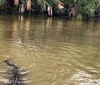 A man sits in a boat near an alligator with passengers looking on in a swampy environment