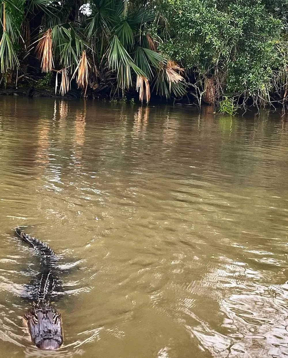 An alligator swims toward the camera in murky water with tropical foliage in the background
