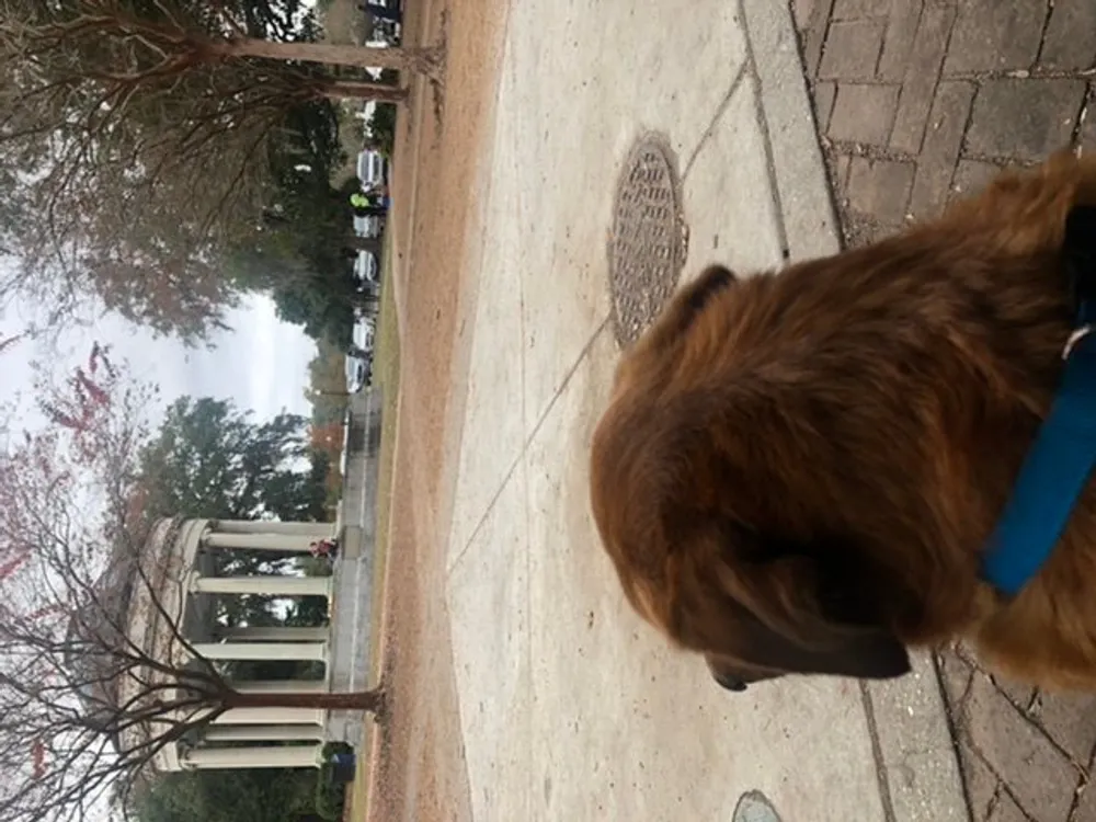 The image shows the back of a dogs head with a blue leash looking towards a park-like area with trees and a gazebo under an overcast sky