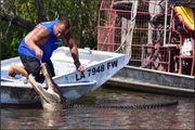 A person is leaning out of a boat to feed a large alligator in a waterway.