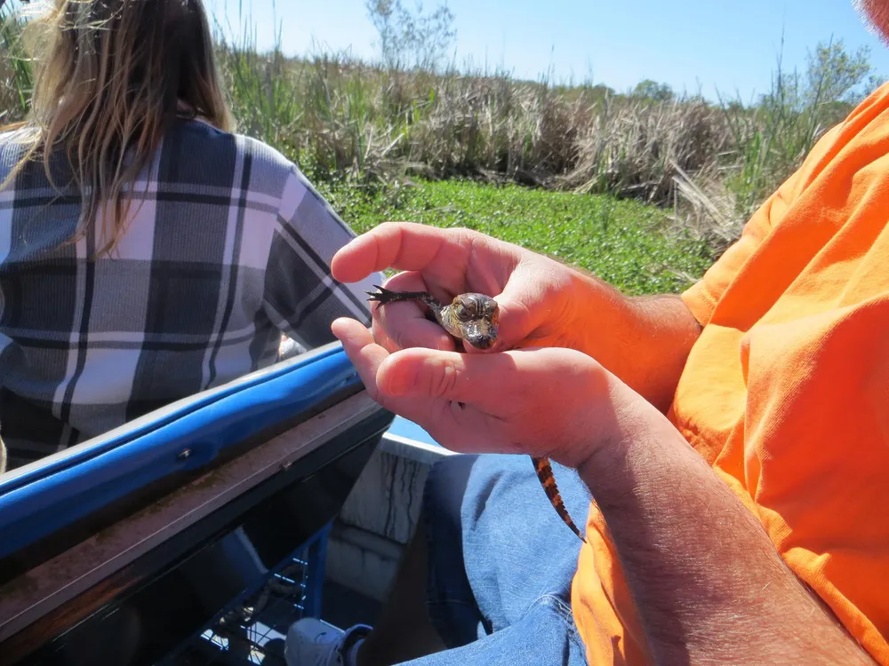 A person in an orange shirt is holding what appears to be a small baby alligator in their hands while sitting on a boat with reeds visible in the background