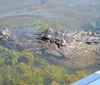 A person is leaning out of a boat to feed a large alligator in a waterway