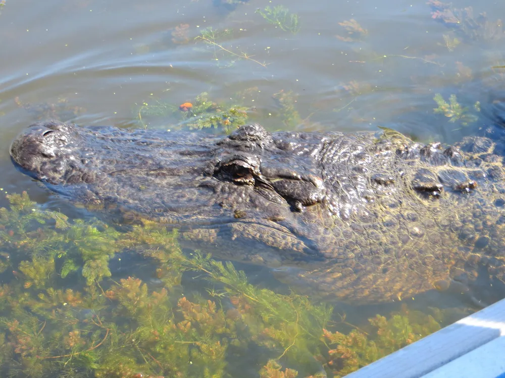 The image captures an alligators upper body and head partially submerged in clear water with aquatic plants visible beneath the surface