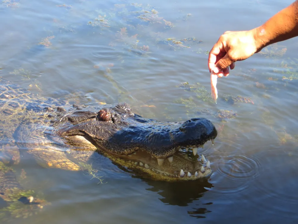A person is dangling a piece of meat above a partially submerged alligators open mouth