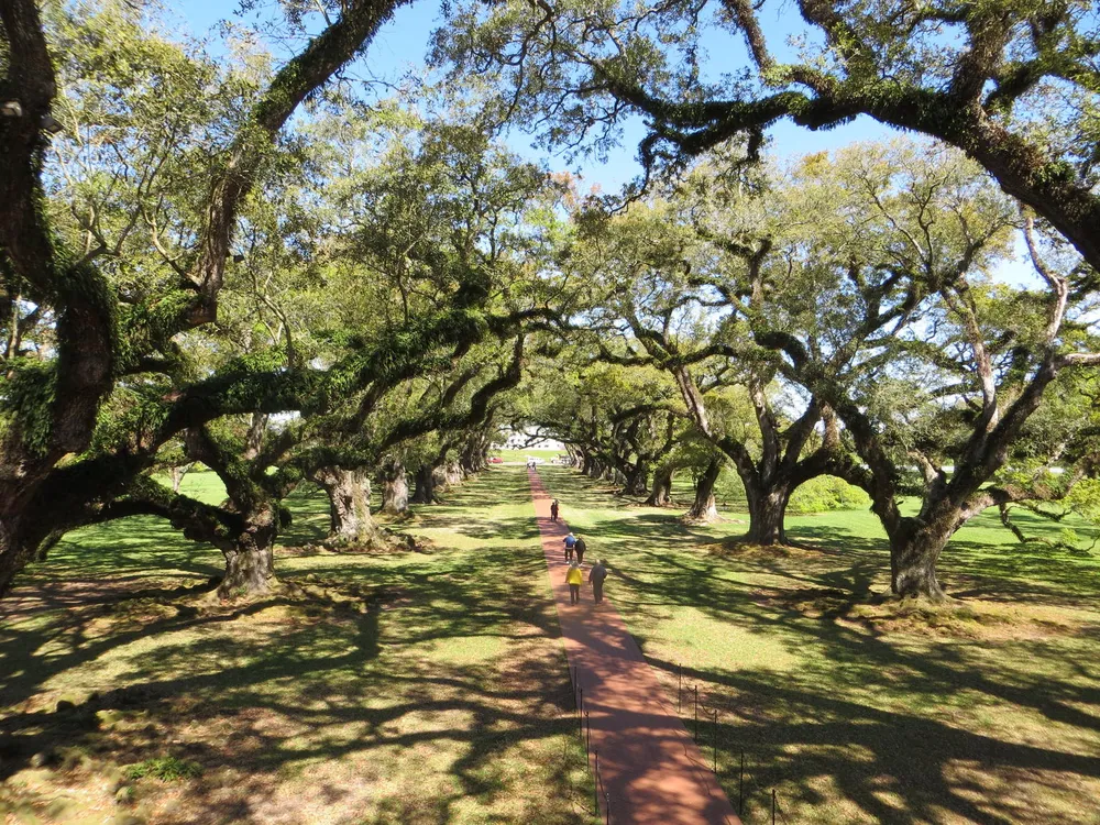 The image shows a scenic pathway lined with majestic oak trees their branches forming a natural archway over the walkway with sunlight dappling the ground and a person enjoying a leisurely stroll