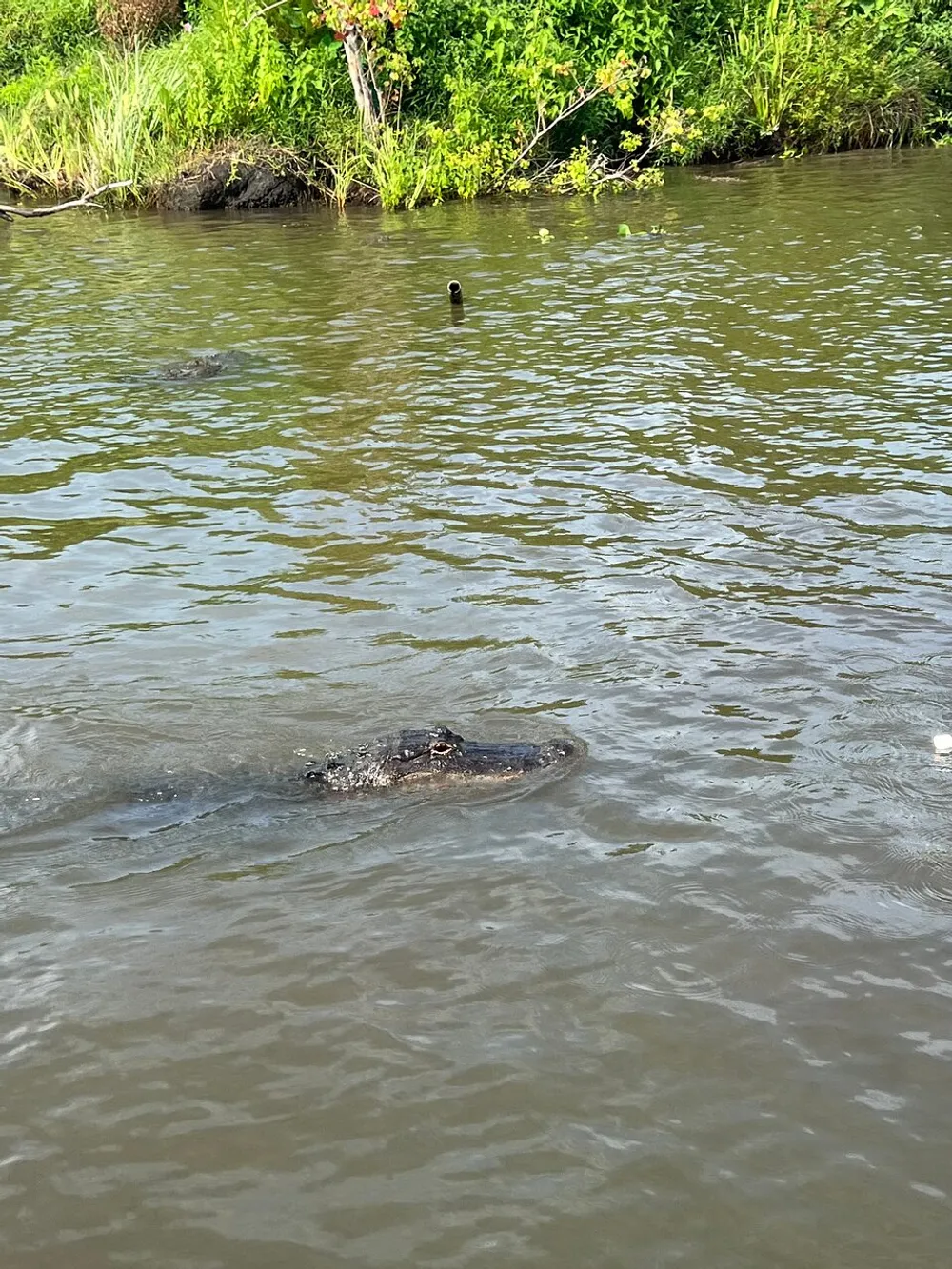 A large alligator is floating near the riverbank among green foliage