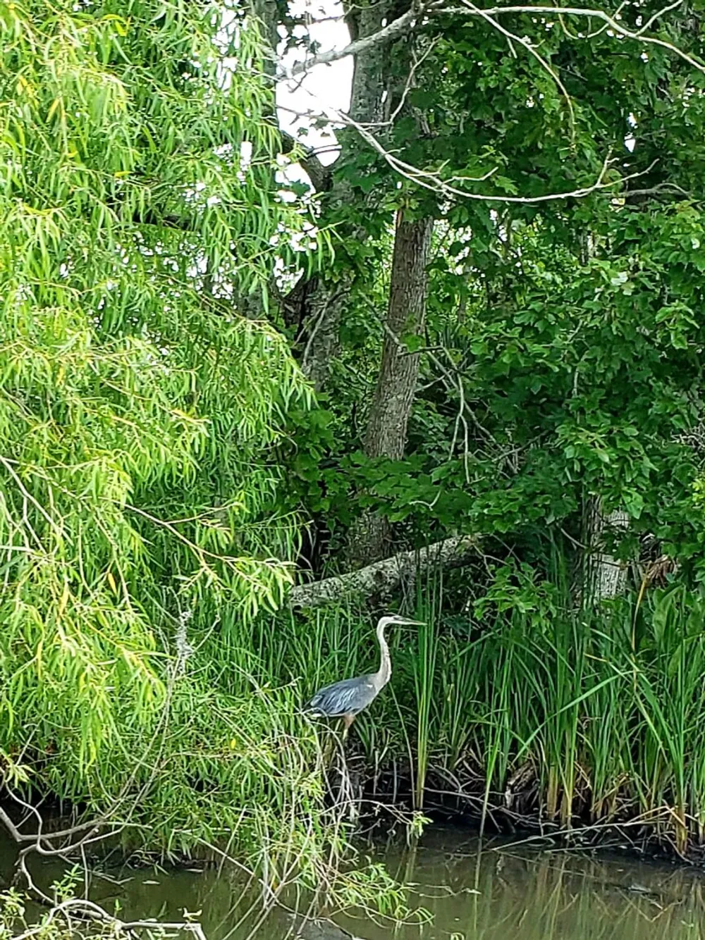 A heron stands gracefully at the waters edge amidst lush greenery and willow branches