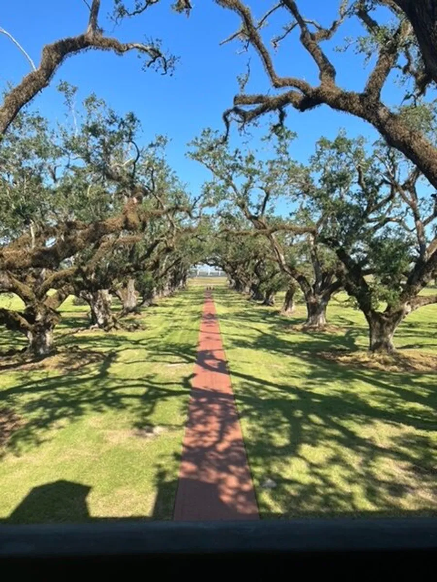 A long brick pathway is flanked by rows of grand, gnarled oak trees under a clear blue sky.