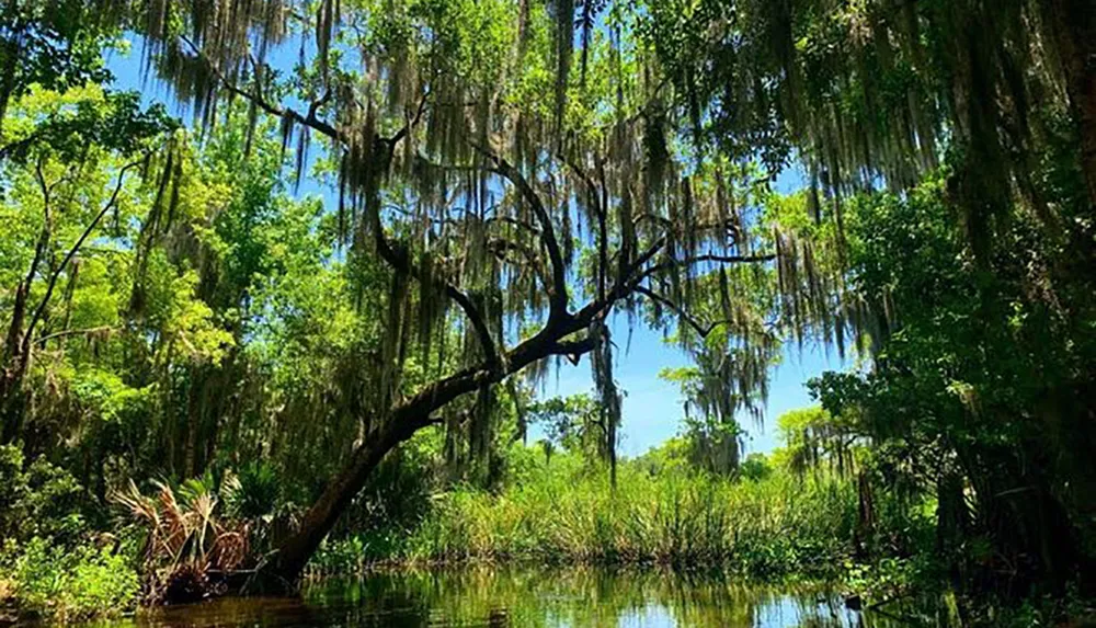 A serene swamp landscape dominated by a tree draped with Spanish moss under a vibrant blue sky