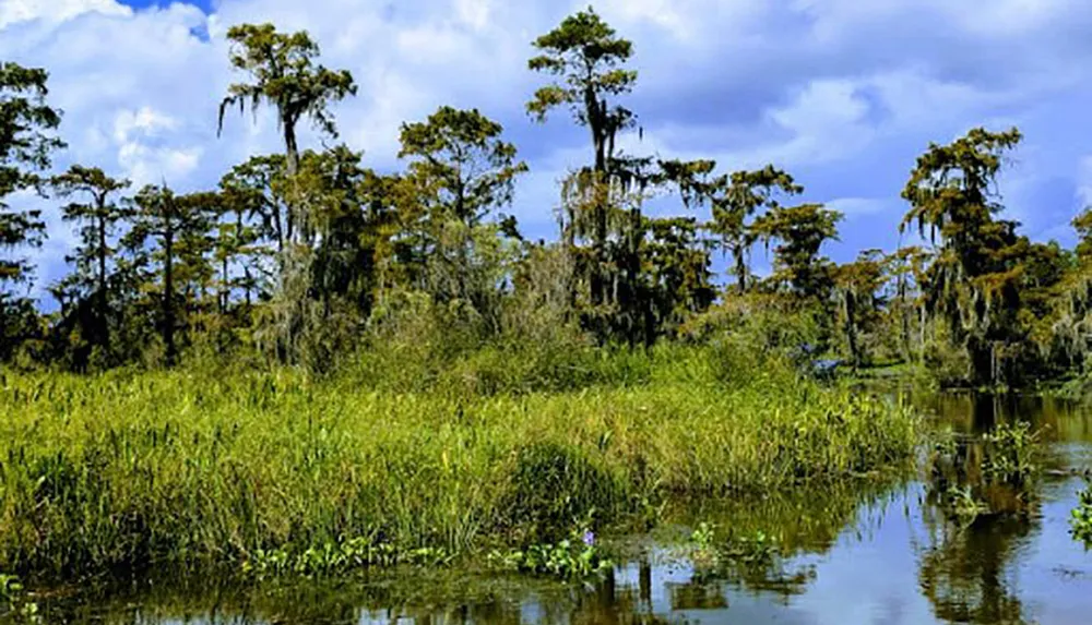 The image portrays a lush serene wetland ecosystem dominated by tall trees draped with Spanish moss under a partially cloudy blue sky