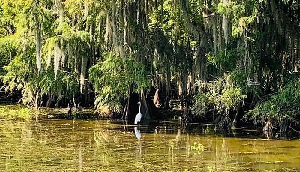 A serene swamp landscape with a white egret standing in the water among cypress trees draped with Spanish moss
