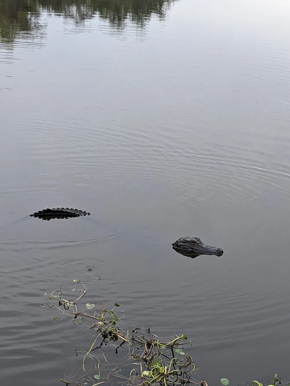 An alligator is partially submerged in water with only its head and a portion of its back visible above the surface