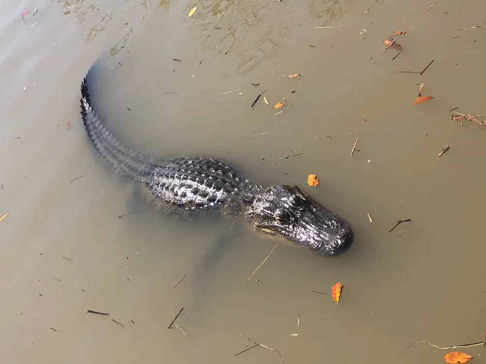 An alligator is floating calmly in murky water with some fallen leaves scattered around